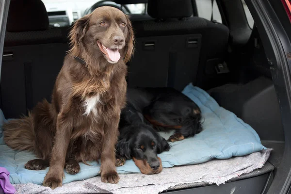 Two dogs in the trunk of a car. Purebred dogs are always the pride of their owners and are treated like family members. They travel with their owners very often by car.