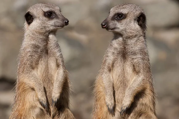 Mirket ya da suricate, Güney Afrika 'da bulunan küçük bir firavun faresidir. Geniş bir kafa, büyük gözler, sivri bir burun, uzun bacaklar, ince bir konik kuyruk ve dallanmış bir palto deseni ile karakterize edilir. Kafa ve vücut uzunluğu 2435 cm civarındadır. ,