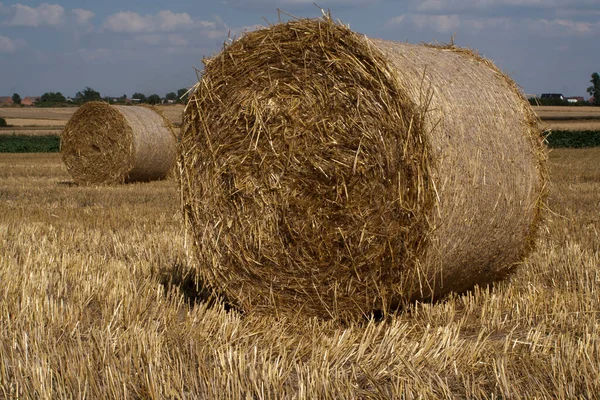 Hay Rolls Enormous Bales Hay Compact Way Storing Lot Hay — Stock Photo, Image