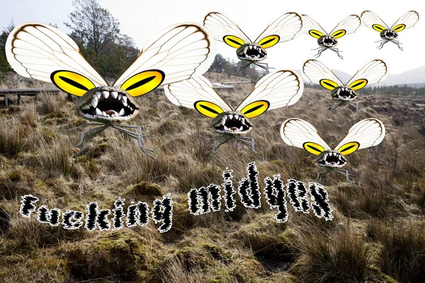  Midgie, İskoçya 'nın kuzeydoğu kesiminde Palearktik (Britanya Adaları, İskandinavya, Kuzey Avrupa, Rusya ve Kuzey Çin' in diğer bölgelerinde) bulunan küçük bir uçan böcek türüdür.