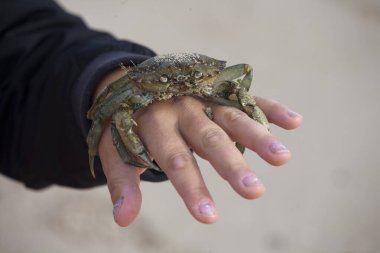 Atlantik yengeci sahilde bulundu. Lewis ve Harris Adası, İskoçya. Yengeçler, genellikle tamamen göğüs kafesinin altında saklanmış çok kısa bir 