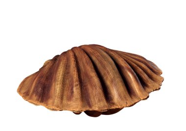 beyaz zemin üzerinde bir deniz kabuğu 3D çizimi