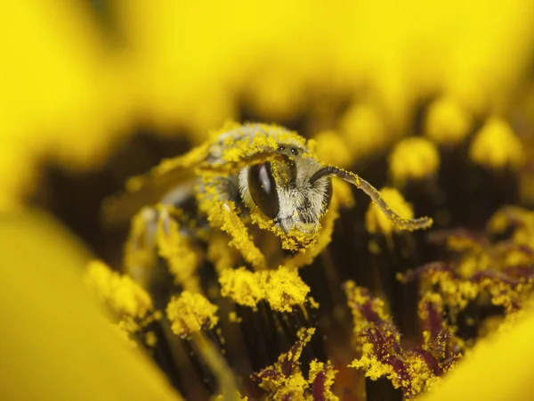 Пчела собирает нектар и пыльцу — стоковое фото