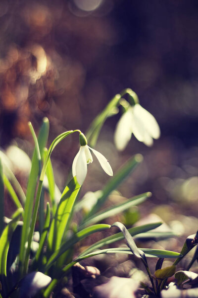 Подснежник - Галантус
