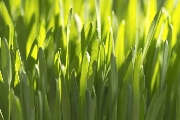 Biologische tarwe gras close-up — Stockfoto
