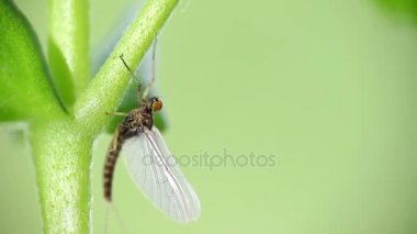 Mayflies veya shadflies