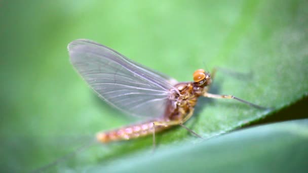 Primer plano de mayfly — Vídeos de Stock