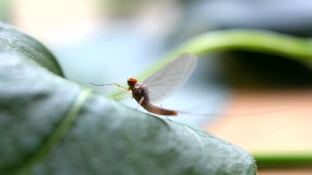 Eintagsfliege im Gras — Stockvideo