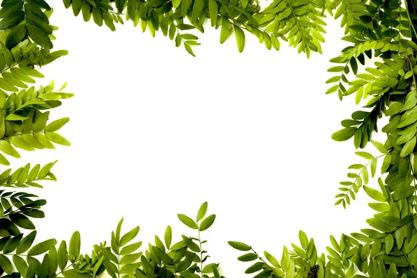 Groene bladeren frame — Stockfoto