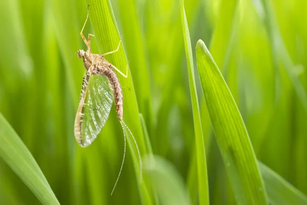 Mayfly on grass — Stock Photo, Image