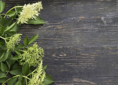 Büyük çiçek (Sambucus nigra)