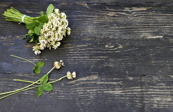 Ramo de trébol de flores — Foto de Stock