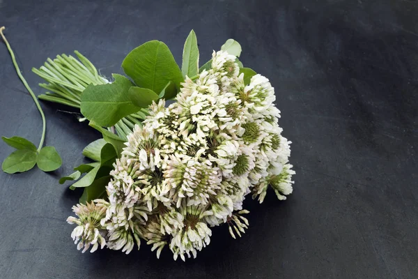 흰 천 막 (Trifolium regreens)) — 스톡 사진