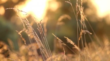 Gün batımı ile alanında kuru ot.
