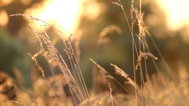 Dry grass in the field with sunset. — Stock Video