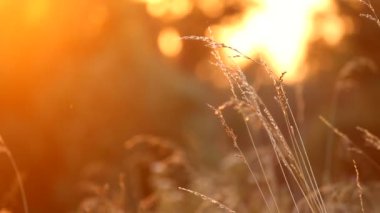 Yaz gün batımı doğal arka plan