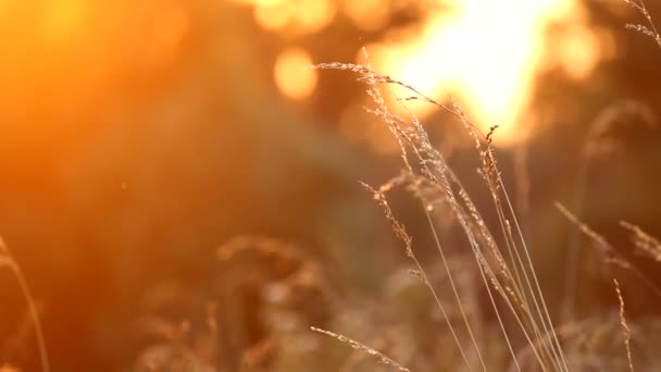 Coucher de soleil d'été fond naturel — Video