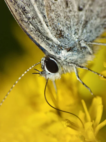 Motyl głowy wszystko — Zdjęcie stockowe