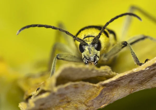 Longhorn  Capricorn  beetle — Stock Photo, Image