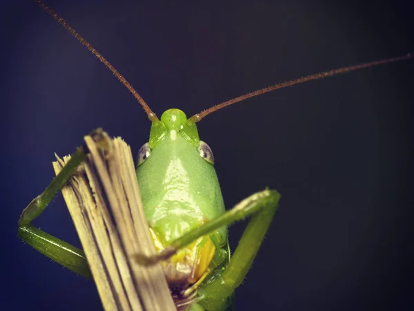 Verde saltamontes mirar en la cámara — Foto de Stock