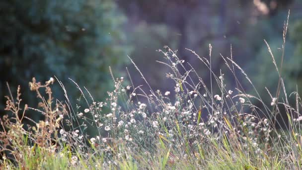 Flores silvestres en la luz de fondo — Vídeos de Stock