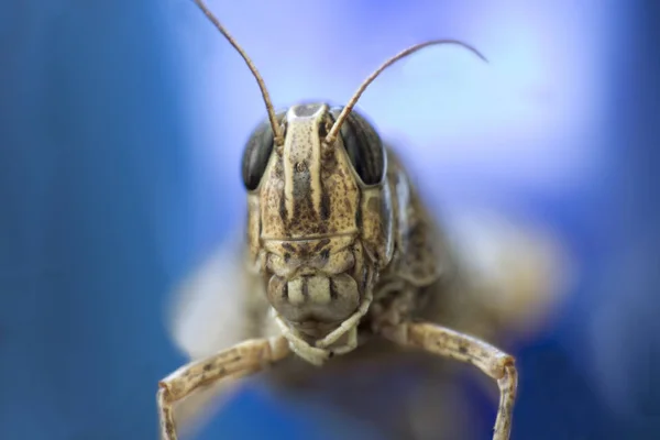 Grasshopper close up — Stock Photo, Image