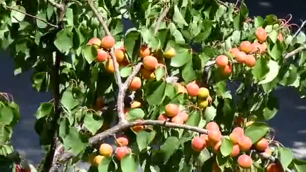 Aprikose Erntereif Obstgarten Wind — Stockvideo