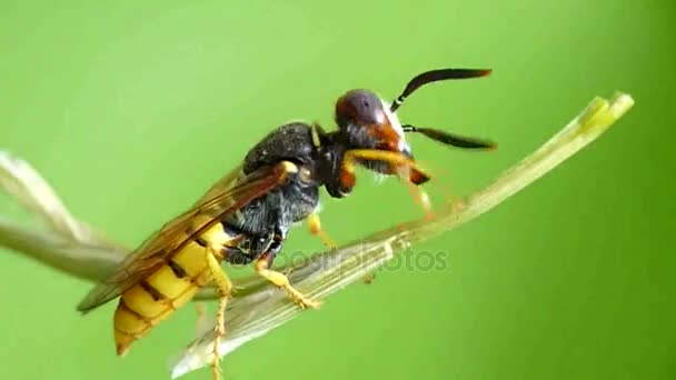 Avispa Philanthus Triangulum Limpia Cuerpo Mientras Descansa Sobre Rama — Vídeos de Stock