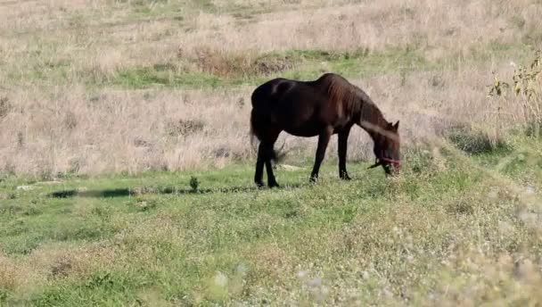 Braunes Pferd Weidet Auf Weide — Stockvideo