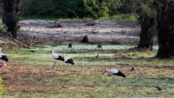 Storks Walk Wetlands — Stock Video