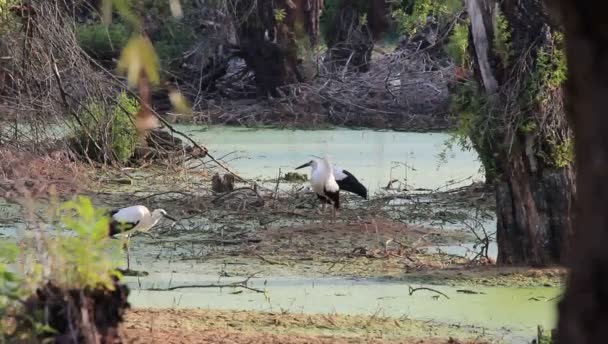 Πελαργοί Ciconia Ciconia Υγροτόπων Δάσος — Αρχείο Βίντεο