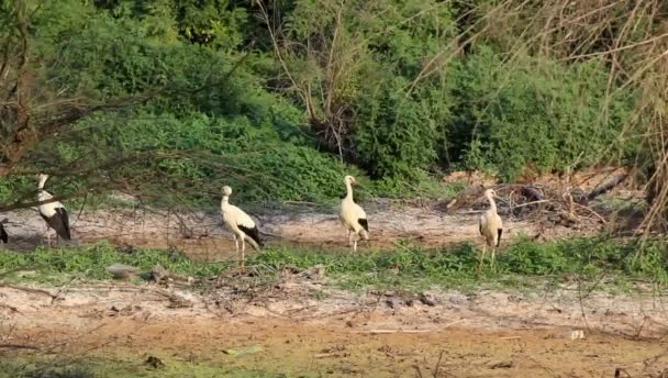 White Storks Four Storks Swampy Ground — Stock Video