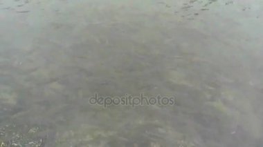 Sığlık balık sürüsü.