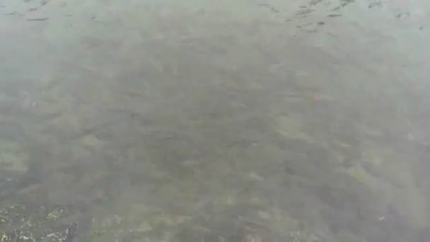 Ecole de poissons dans les eaux peu profondes .