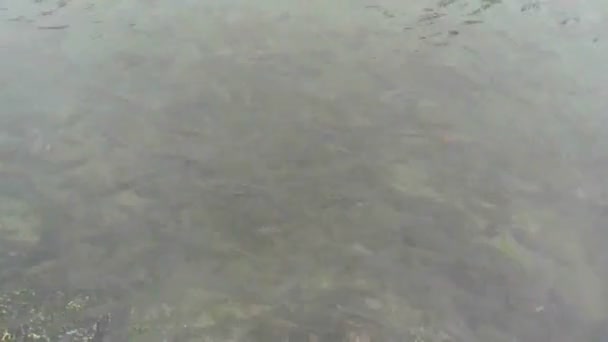 Ecole Poissons Dans Les Eaux Peu Profondes — Video