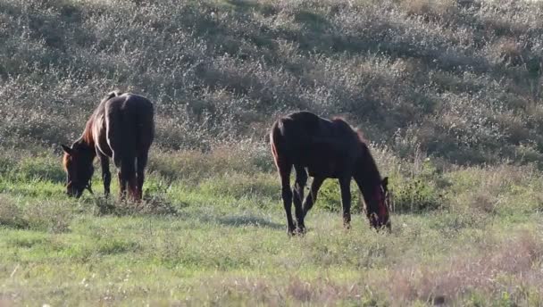 Dois Cavalos Castanhos Campo Prados — Vídeo de Stock