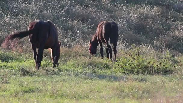 Græssende Hest Græs Hoppe Med Hendes Føl – Stock-video