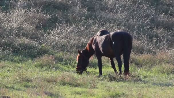 Mare Pasto Pastoreio Cavalos — Vídeo de Stock