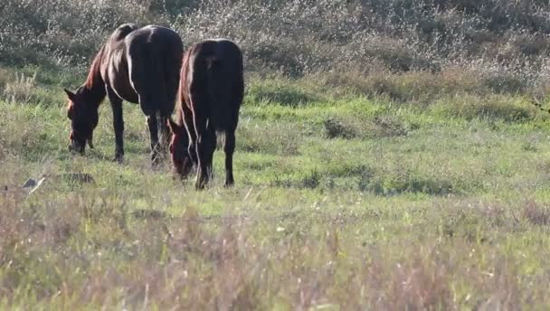 頭の馬は 牧草地で自由に放牧されました — ストック動画