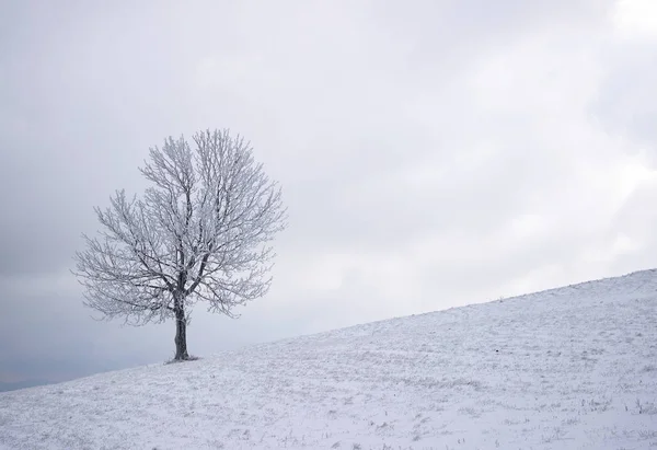 Одинокое зимнее дерево — стоковое фото