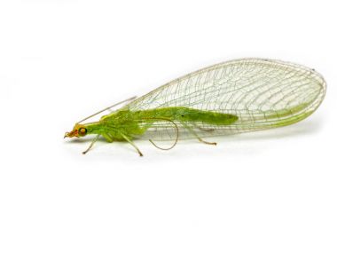 Yeşil lacewing Chrysopidae