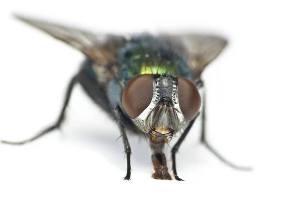 Fly isolated on a white background — Stock Photo, Image