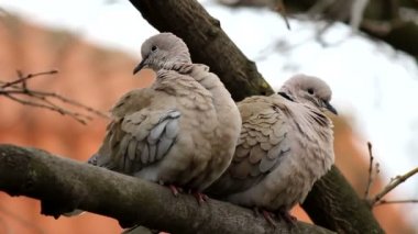 Avrasya yakalı kumru (Streptopelia decaocto) bir çift tüyleri ağacın kenarına düzenler