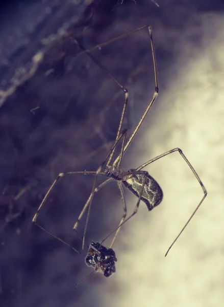 Spinne und Beute — Stockfoto