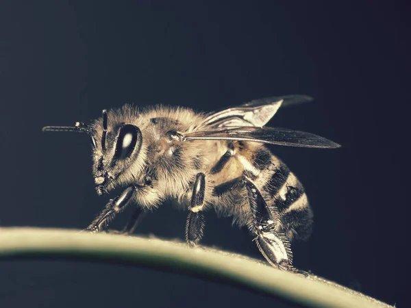 Bee — Stock Photo, Image