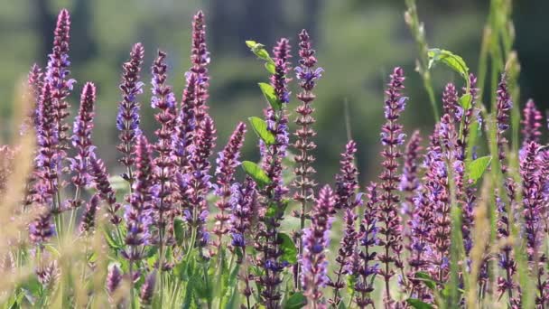 Hermosas Flores Silvestres Púrpura Primavera — Vídeos de Stock