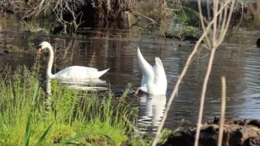 Başını suyun altında beyaz kuğu. Su altında yiyecek bulma bir çift zarif beyaz kuğu (Cygnus rengi).