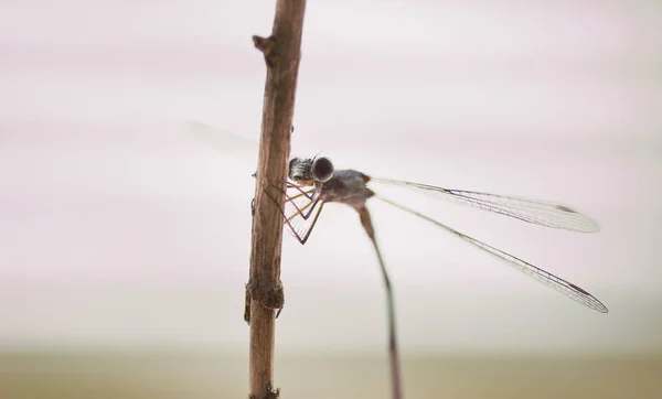 Damselfly — Stock fotografie