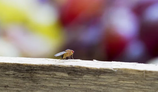 Fruta mosca insecto Drosophila —  Fotos de Stock