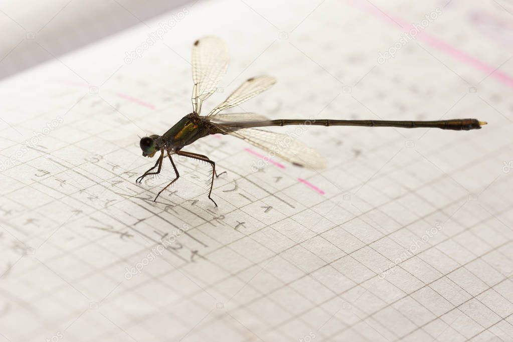 Dragonfly and Mathematics